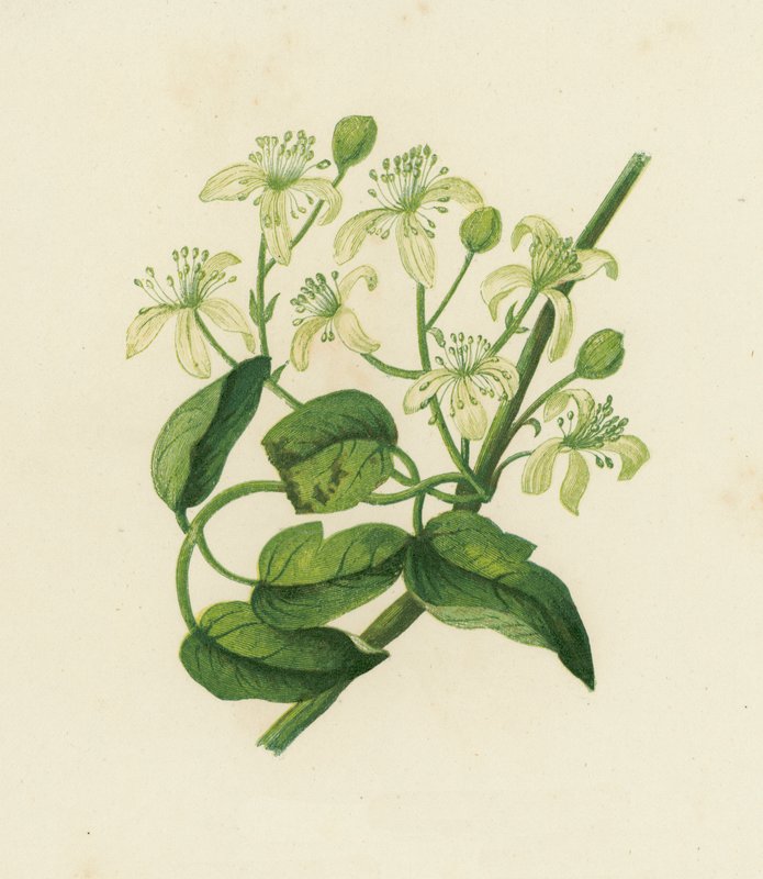 Alegría del viajero, Clematis Vitalba (litografía en color) de English School
