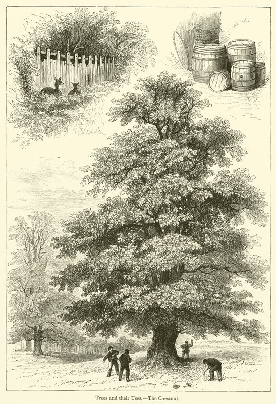 Árboles y sus usos, El castaño de English School