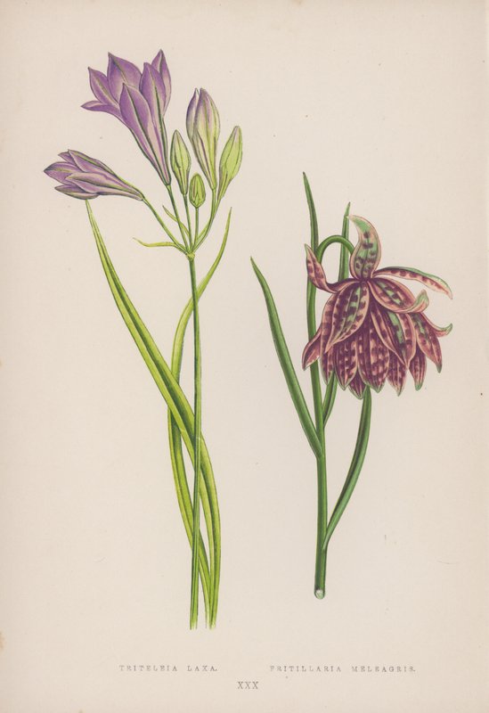 Triteleia Laxa; Fritillaria Meleagris de English School