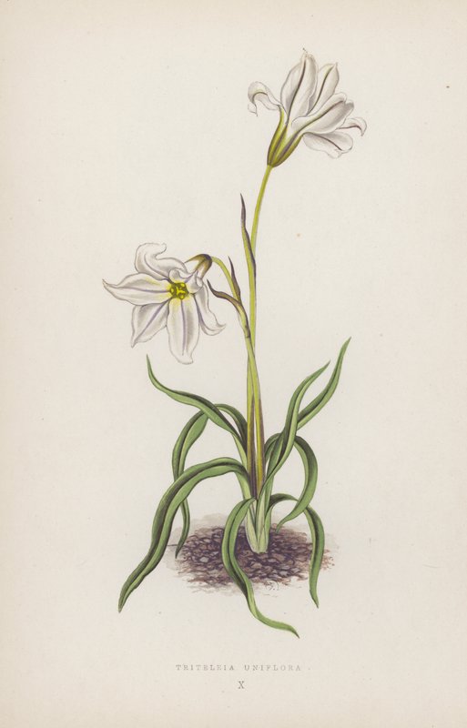 Triteleia Uniflora (litografía en color) de English School