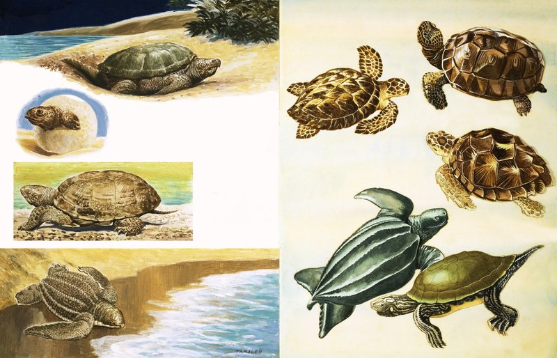 Tortugas de English School