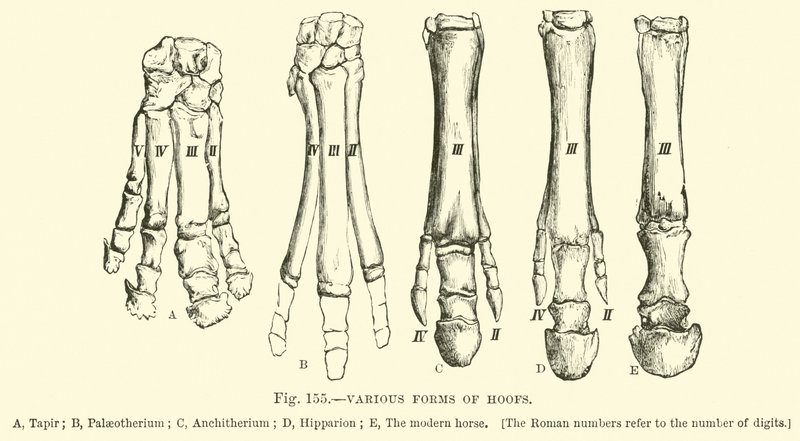 Varias formas de pezuñas de English School