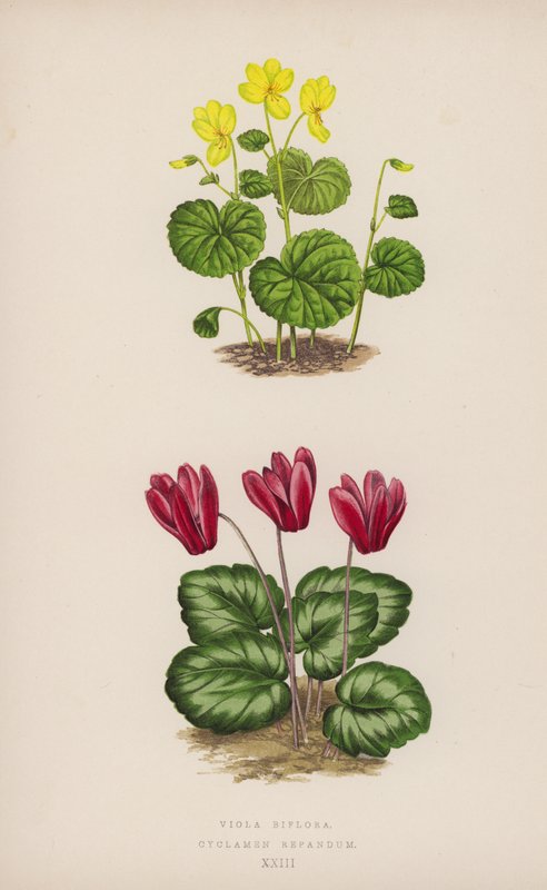 Viola Biflora; Cyclamen Repandum de English School