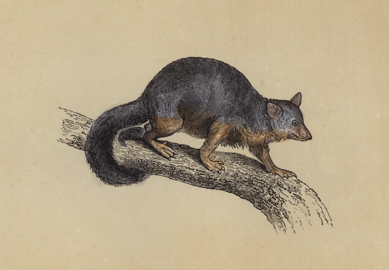 Vulpine Phalanger (litografía en color) de English School