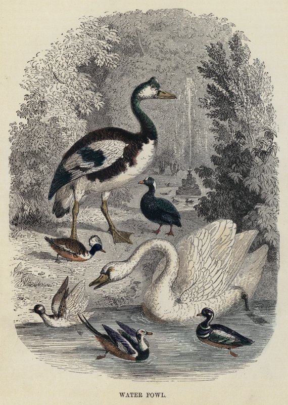 Aves acuáticas (grabado) de English School