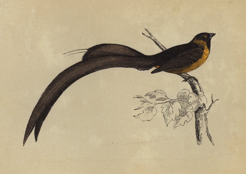 Whidah Finch (litografía en color) de English School