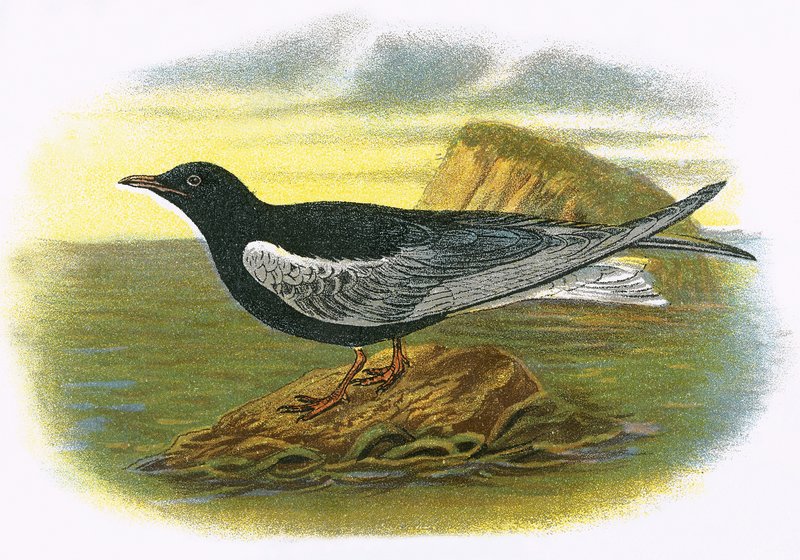 Charrán negro de alas blancas de English School