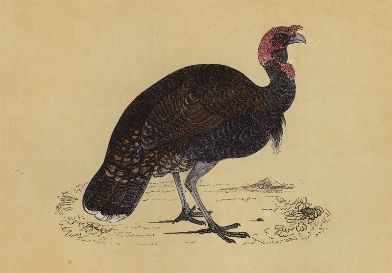 Pavo salvaje (litografía en color) de English School