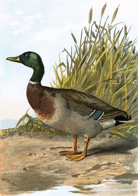 Pato salvaje o ánade real de English School