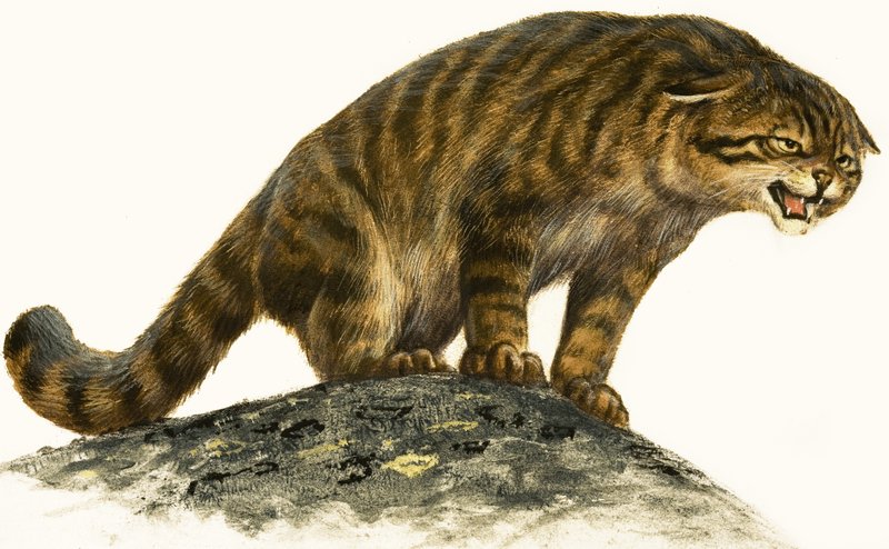 Wildcat de English School