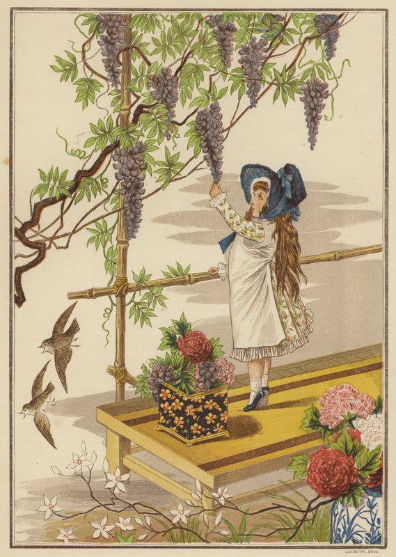 Wisteria (lito de color) de English School