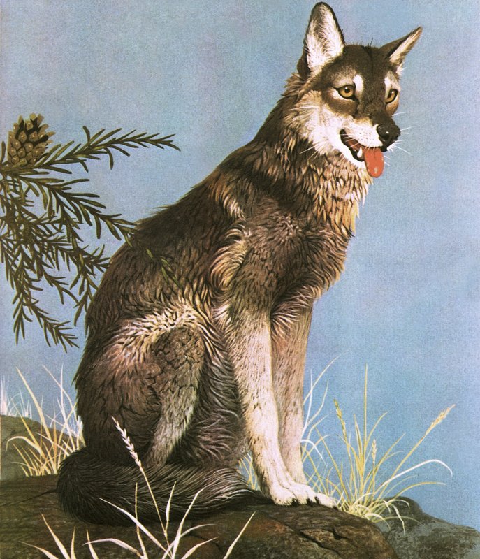 Lobo de English School