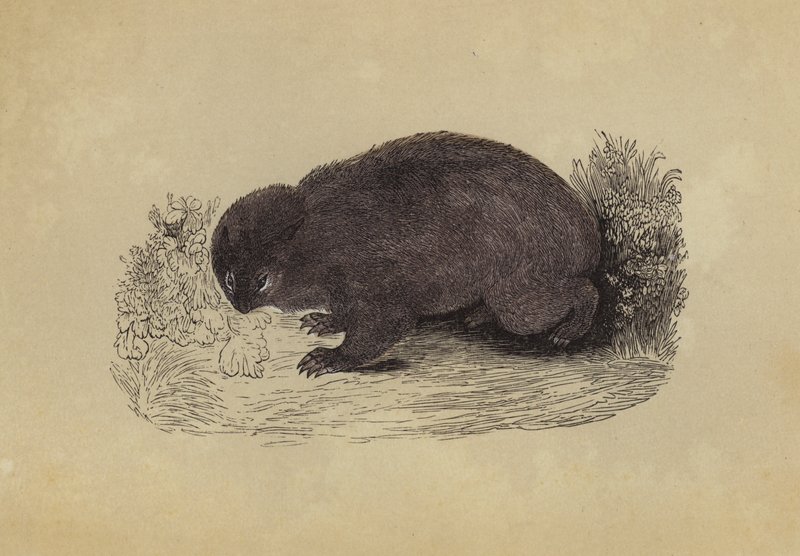 Wombat (litografía en color) de English School
