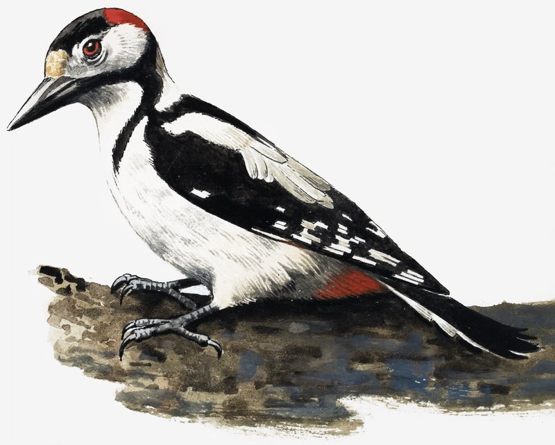 Pájaro Carpintero (Pico Peludo) de English School
