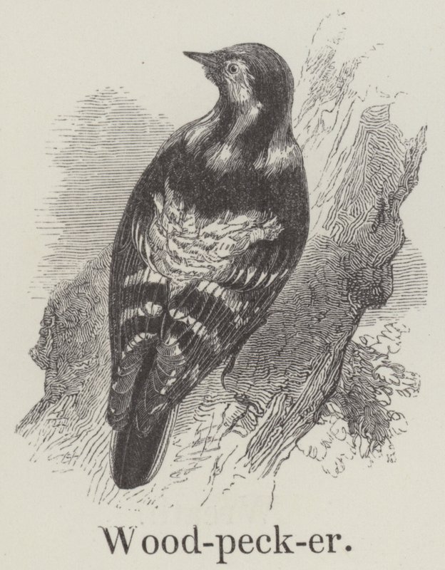 Pájaro carpintero de English School