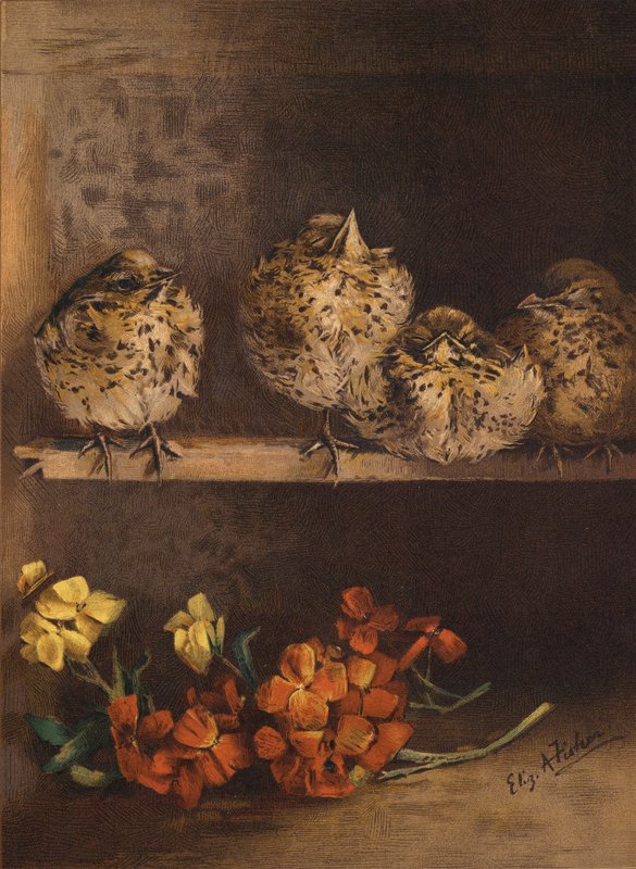 Pollitos jóvenes y flores (chromolitho) de English School