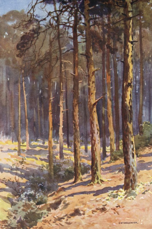 Talbot Woods, Bournemouth (litografía en color) de Ernest William Haslehust