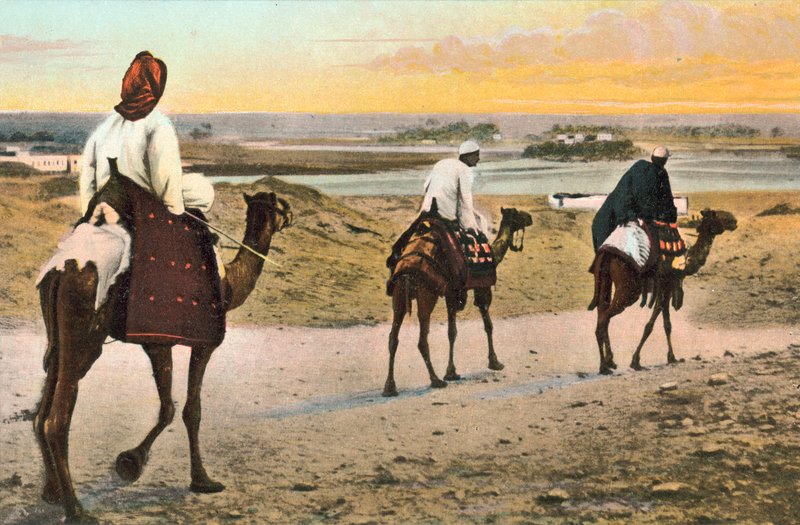 Camellos, Norte de África de European Photographer
