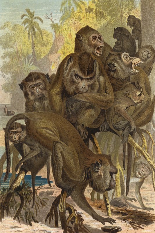 Macaco de European School