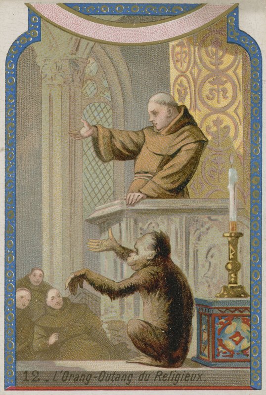 El orangután de los monjes de European School