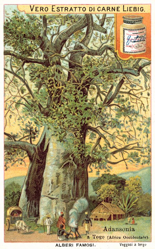 Árbol Adansonia en Togo de European School