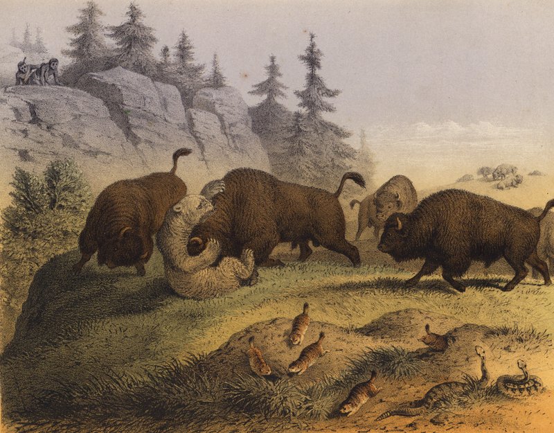 Animales de las praderas americanas (litografía en color) de European School