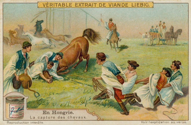Capturando un caballo de European School