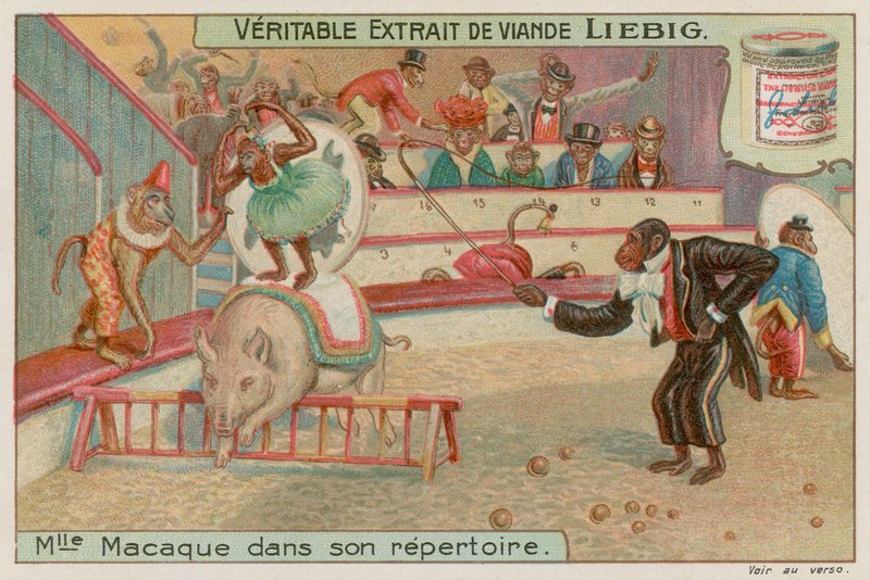 Circo de monos de European School