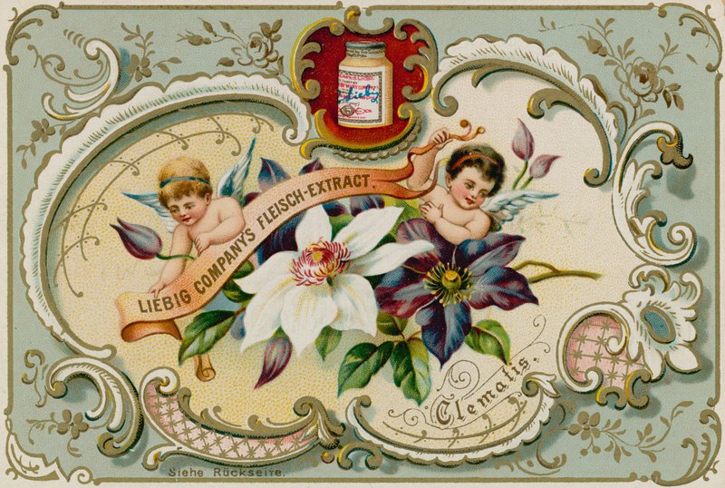 Clemátide de European School