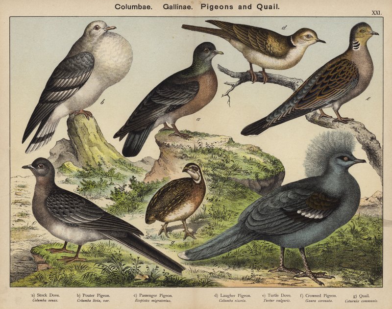 Columbae, Gallinae, Palomas y Codornices (litografía en color) de European School