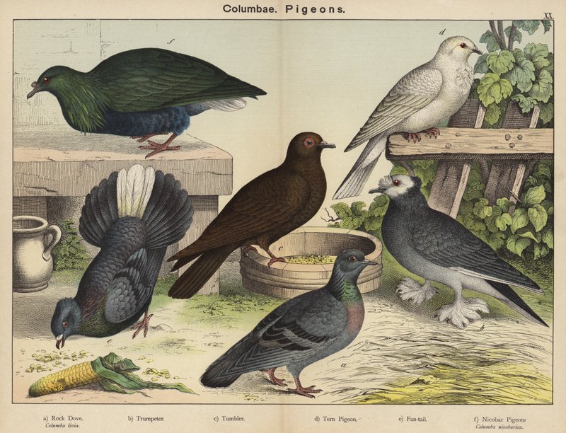 Columbae, Palomas (litografía en color) de European School