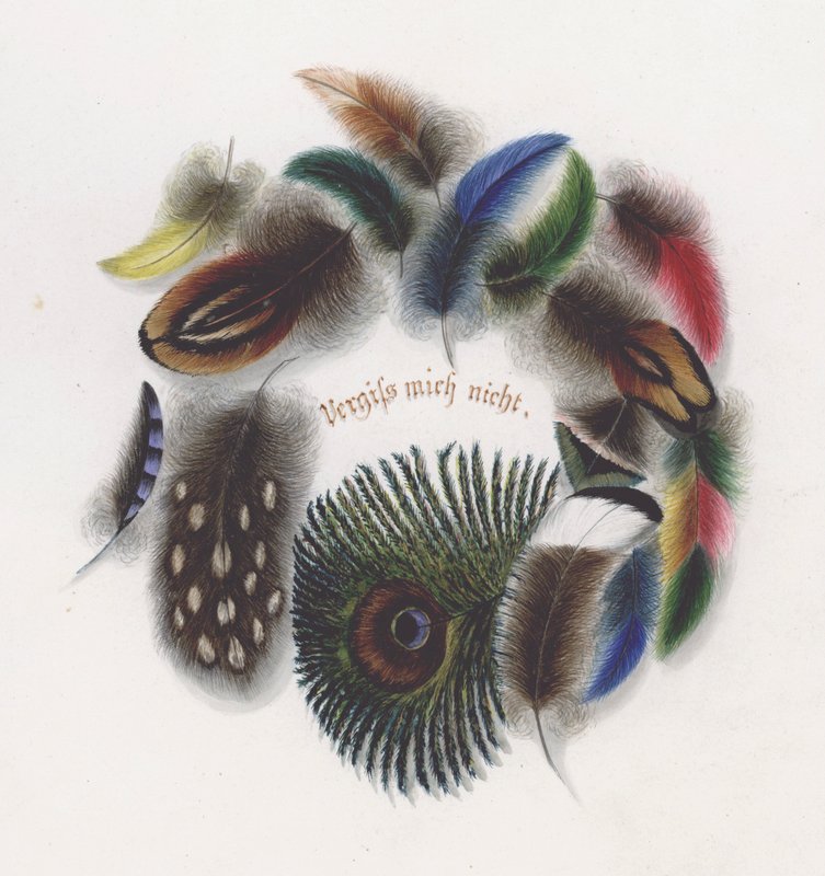 Plumas de European School