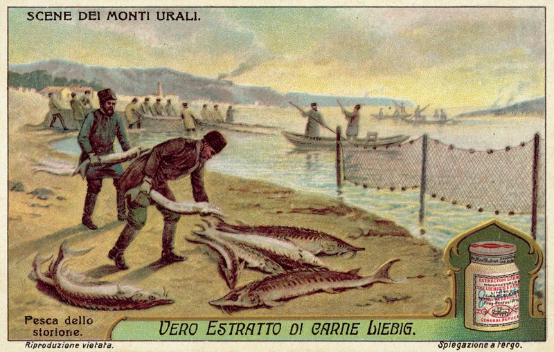 Pescando esturión de European School