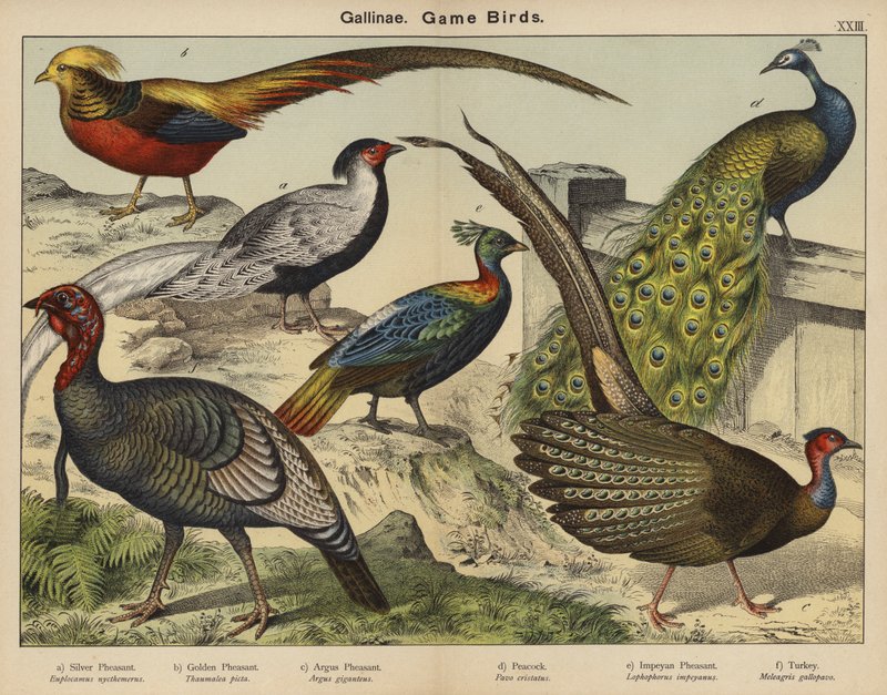 Gallinae, Aves de caza (litografía en color) de European School