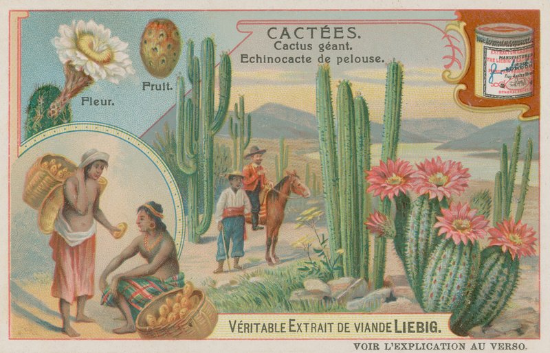 Cactus Gigante con Flores y Frutas de European School