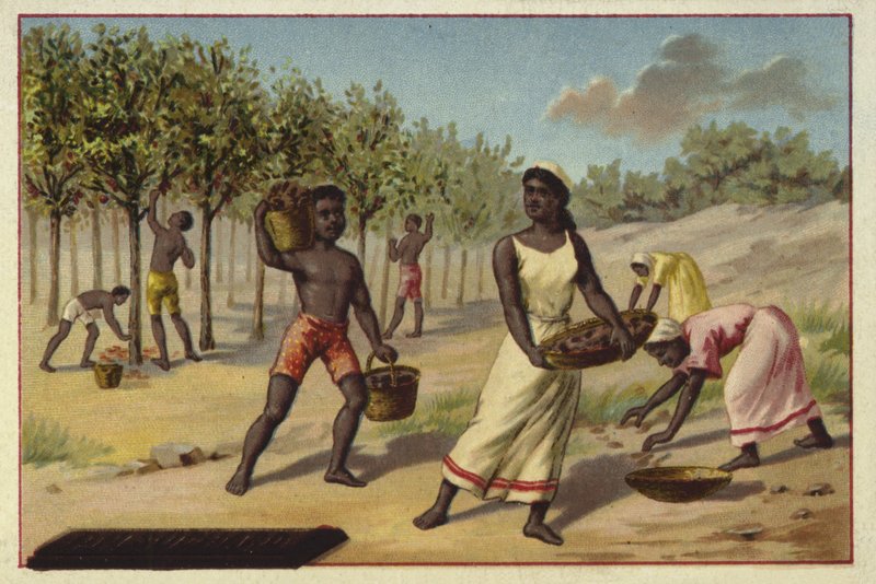 Cosecha de cacao, África de European School
