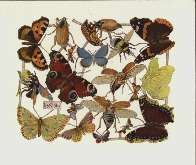 Insectos (cromolitos) de European School