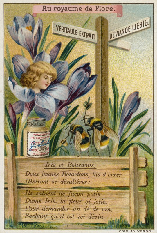 Iris y abejorros de European School