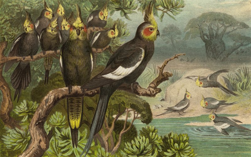 Cacatúa de cola en cuña, Corella de European School