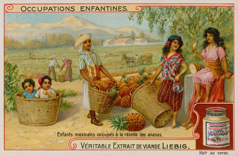 Niños mexicanos recolectando la cosecha de piña de European School