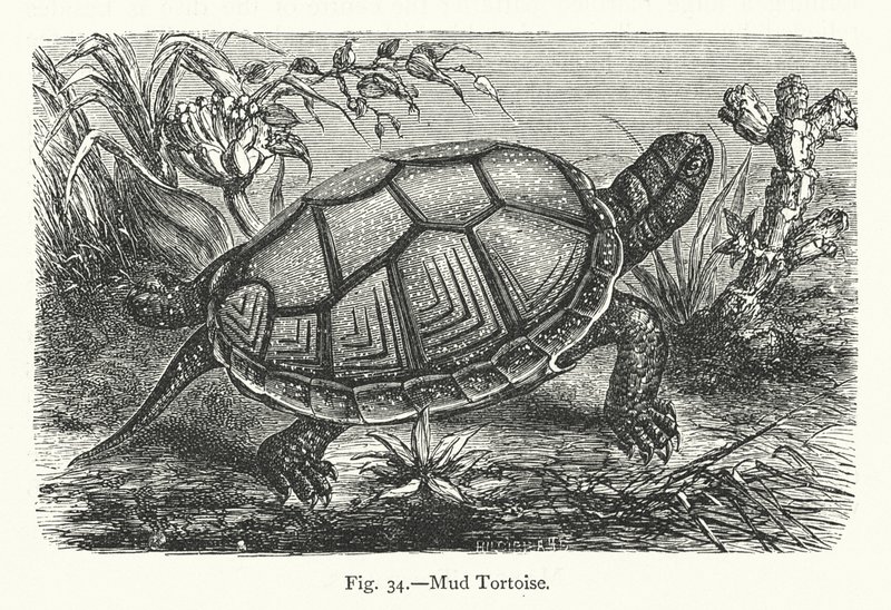 Tortuga de barro (grabado) de European School