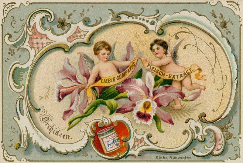 Orquídea de European School