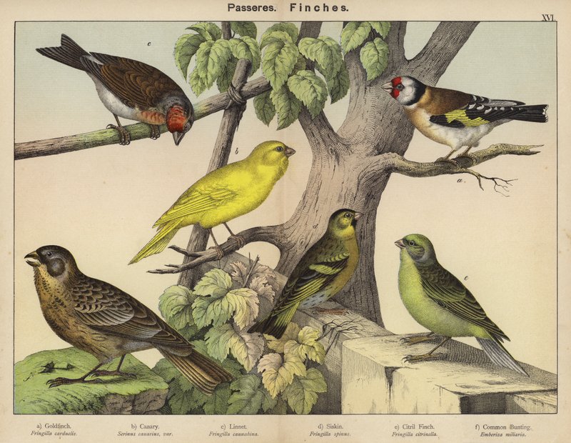 Paseriformes, pinzones de European School
