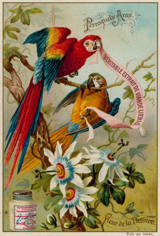 Guacamayos y flor de la pasión de European School