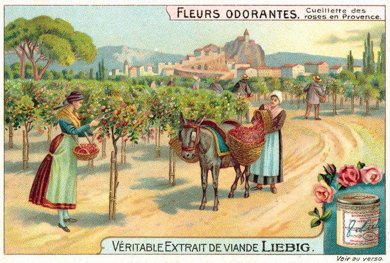 Recogiendo rosas en Provenza de European School