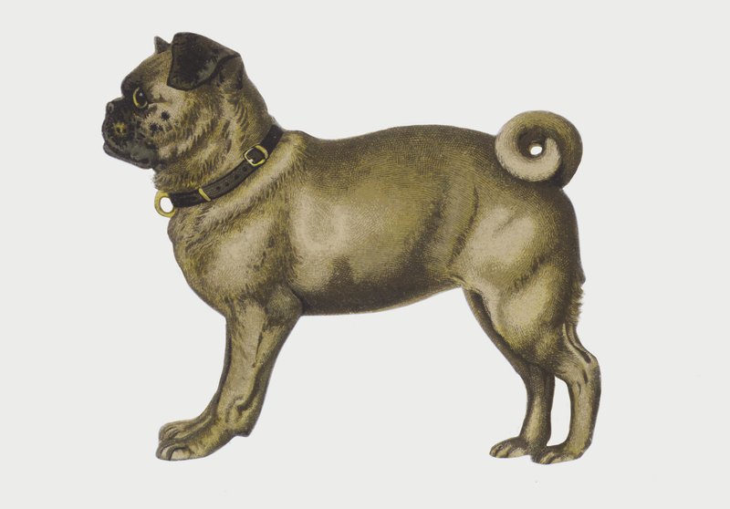 Retrato de un perro carlino (cromolito) de European School