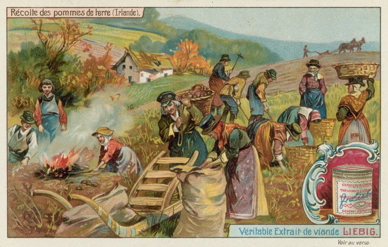 Cosecha de patatas en Irlanda de European School
