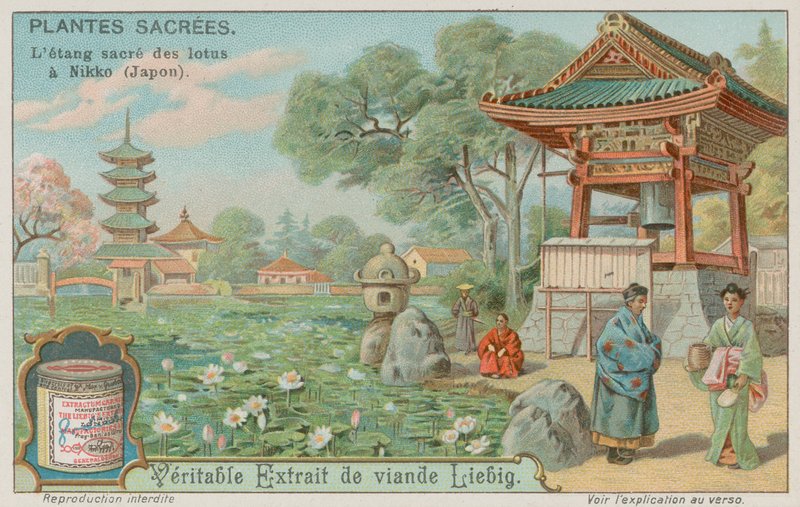 Estanque de flores de loto sagrado en Nikko, Japón de European School