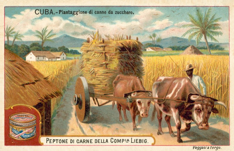 Plantación de caña de azúcar, Cuba de European School