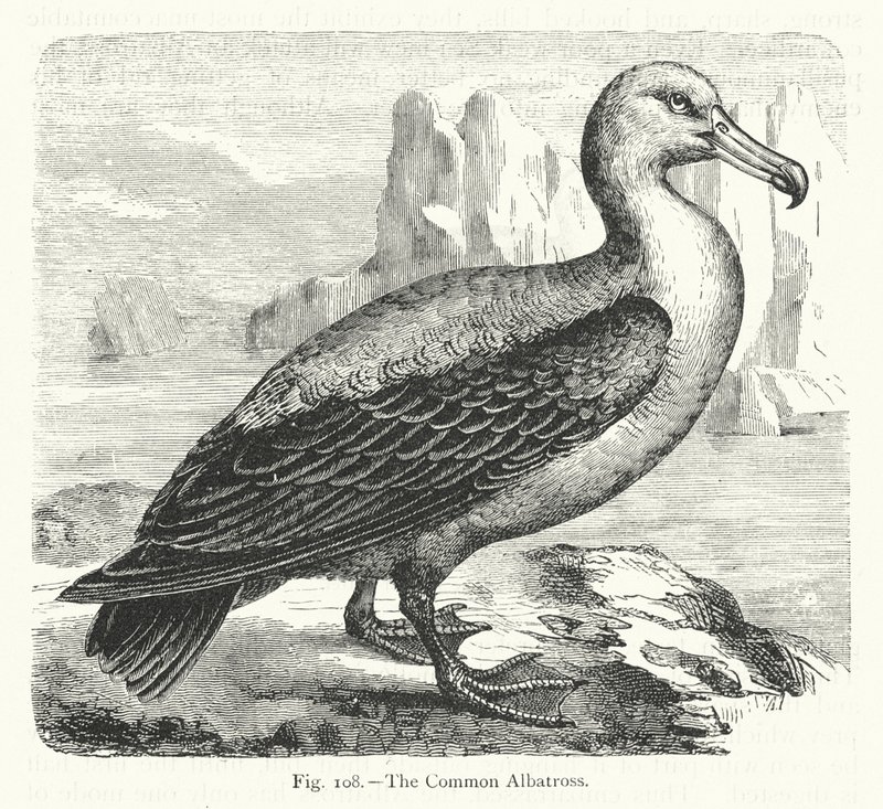 El albatros común (grabado) de European School